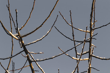 The first rays of the sun on the snowy branches of trees in the backyard of the house.