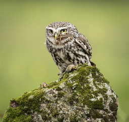 Athene noctua little owl