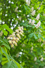 Chestnut tree flowers