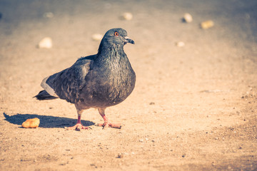 city pigeon walking on spring street