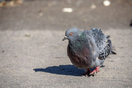 city pigeon walking on spring street