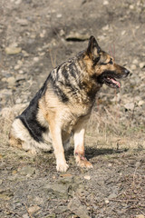 Sitting dog German shepherd.