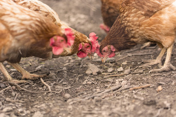 Chickens of brown grass reminiscing on earth.
