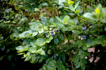 Fresh blueberrys on the branch on a blueberry field farm green and ripe