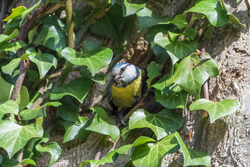 Tit, beautiful bird perched on a tree trunk, making its nest

