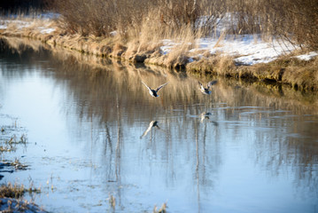 two geese flying over the spring water of the river