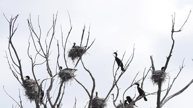 HD Video of double crested cormorants nesting in the top of leaf barren tree. Once threatened by the use of DDT, the numbers of this bird have increased markedly in recent years.