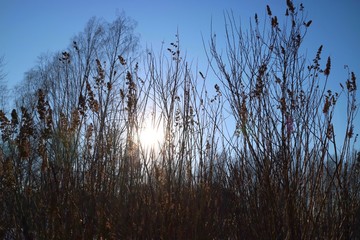 On the background of blue sky the sun shines through thickets.