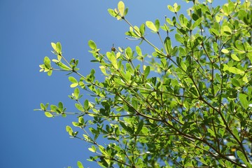 Terminalia ivorensis tree in nature garden