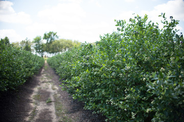Fototapeta na wymiar Field of blueberries, row of bushes with future berries against the blue sky. Farm with berries in sunny Florida.
