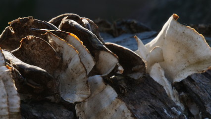 Baum Pilz nah und farbig