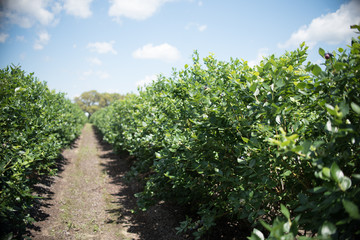 Fototapeta na wymiar Field of blueberries, row of bushes with future berries against the blue sky. Farm with berries in sunny Florida.