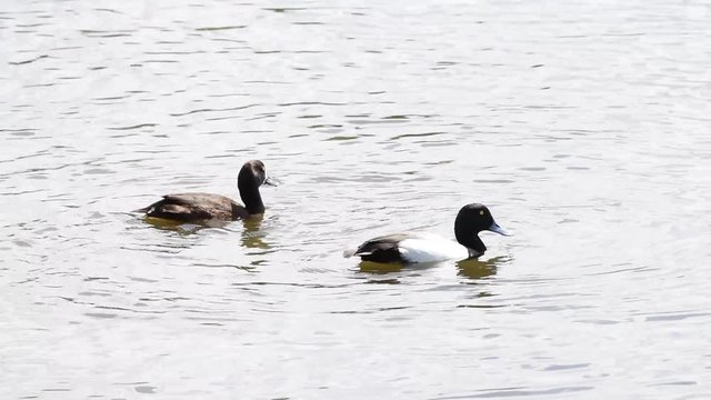 HD Video of a pair of breeding Greater Scaup. A mid-sized diving duck, Greater scaup nest near water, typically on islands in northern lakes or on floating mats of vegetation. 