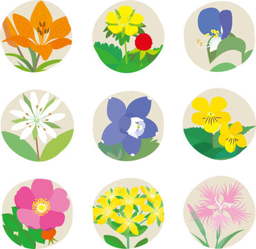 野の花