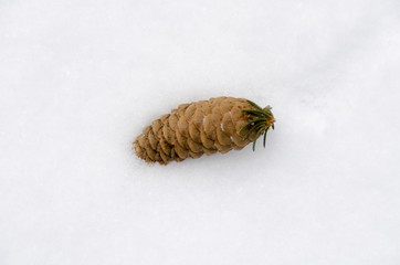 A cone in the snow.