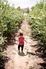 Littile girl toddler at a Florida Blueberry farm picking and eating hapily