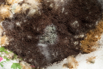 Moldy food