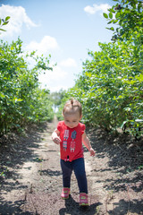 Littile girl toddler at a Florida Blueberry farm picking and eating hapily