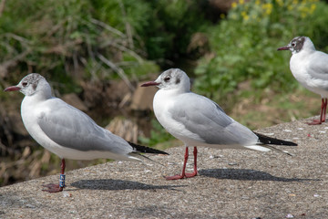 Waterfowl at the Ebi River in Funabashi City, Chiba Prefecture, Japan