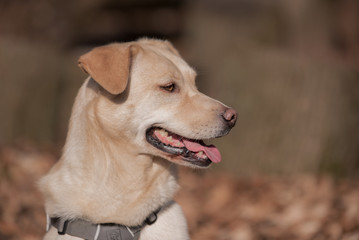 Labrador Mischling Hundeportrait