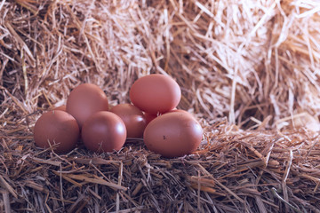 The lifestyle of the farm in the countryside, fresh eggs from the farm in the countryside
