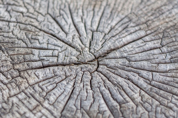 Cross section of tree trunk showing growth rings