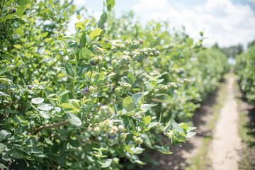 Field of blueberries, row of bushes with future berries against the blue sky. Farm with berries in sunny Florida.