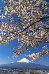 新倉山浅間公園より富士山と桜