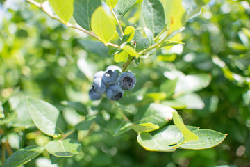 Fresh blueberrys on the branch on a blueberry field farm green and ripe