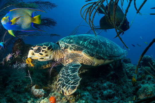 Fototapeta Hawksbill Turtle Bahamy