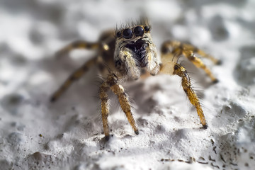 Spider close up in spring time
