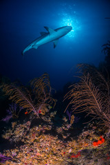Caribbean reef shark over reef