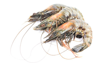 Large tiger shrimp on a white background