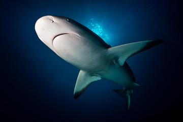 Reef Shark Bahamas