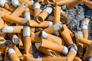 Large number of cigarette butts close-up