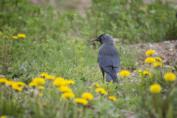 Corvus monedula, The western jackdaw