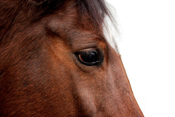 Horse close-up