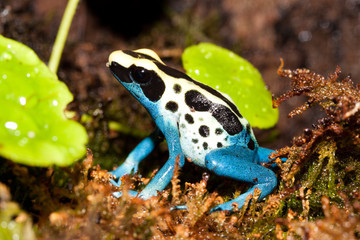 Poison dart frog