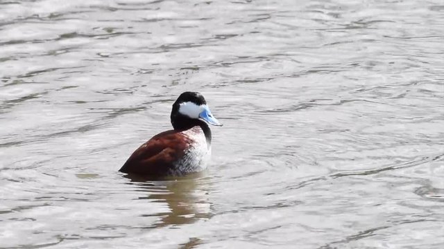 HD Video of one male ruddy duck in breeding color plumage and blue beak, swimming and preening. Birds have up to 25,000 feathers, regular preening keeps each one of those feathers in top condition.