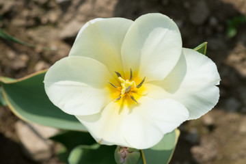 Tulip - Tulipano