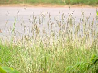 grassland background