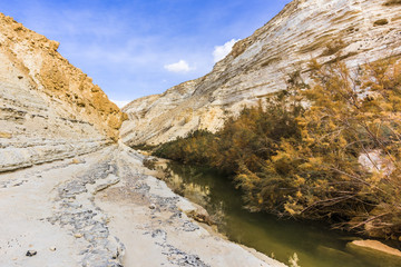 Shady gorge in the center of Negev desert
