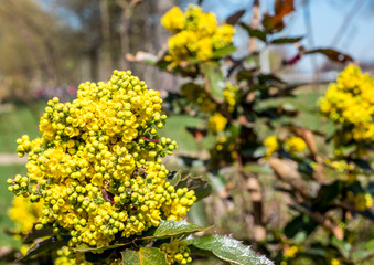 Obraz premium Gewöhnliche Mahonie im Frühling