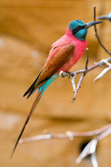Bee-eater