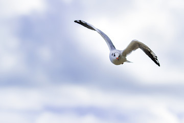 flying seagull on blue sky background