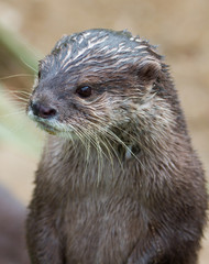 Otter