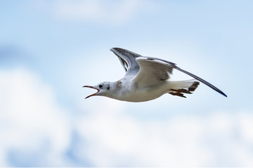 flying seagull with open beak on blue sky background