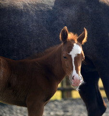 tired, cute sorrel foal standing next to it`s mother looking tired