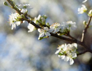 Beautiful spring background with white blooming flowers with copy space