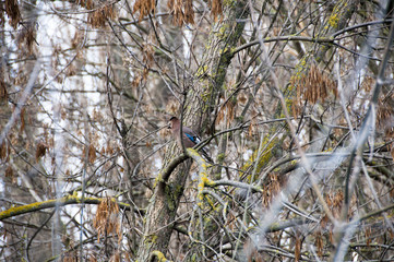 Eurasian Jay on Branch - Garrulus glandarius